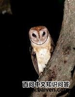 米纳仓鸮 米纳仓鸮的图片