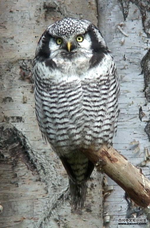 猛鸮 猛鸮的图片