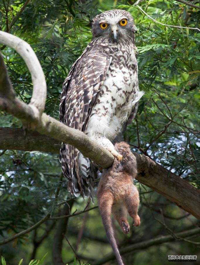 猛鹰鸮 猛鹰鸮的图片