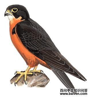 ��������̬����ͼ