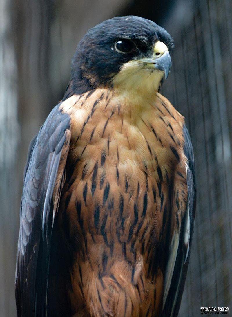 �������ǳ���