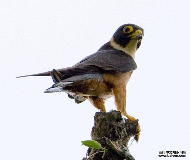 ������ָ�����֣�����̩��