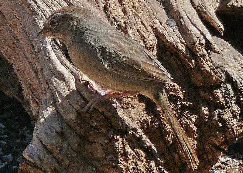 ��ȸ�c����ͼƬ