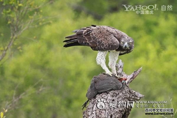 �͵�ʳ���鼦