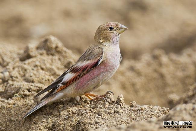 �ɹ�ɳȸ��ͼƬ