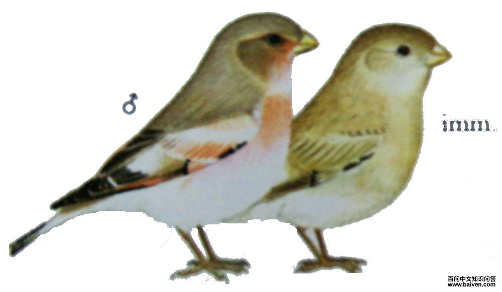 �ɹ�ɳȸ��ͼ