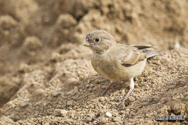 �ɹ�ɳȸ������