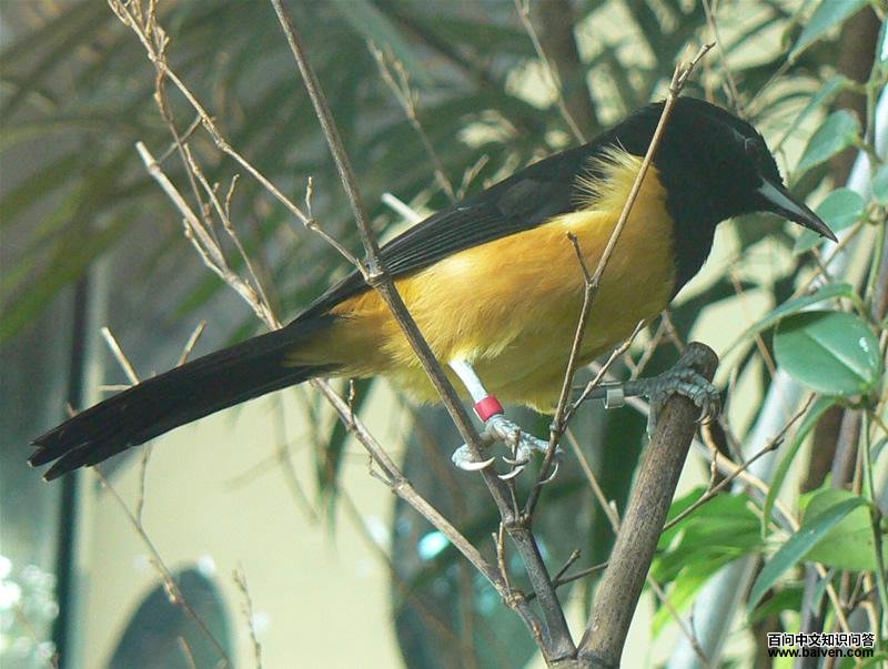 蒙岛拟鹂 蒙岛拟鹂的图片