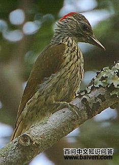 蒙巴萨啄木鸟 蒙巴萨啄木鸟的图片