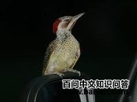 �ɰ�����ľ��