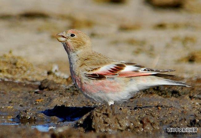 �ɹ�ɳȸ������