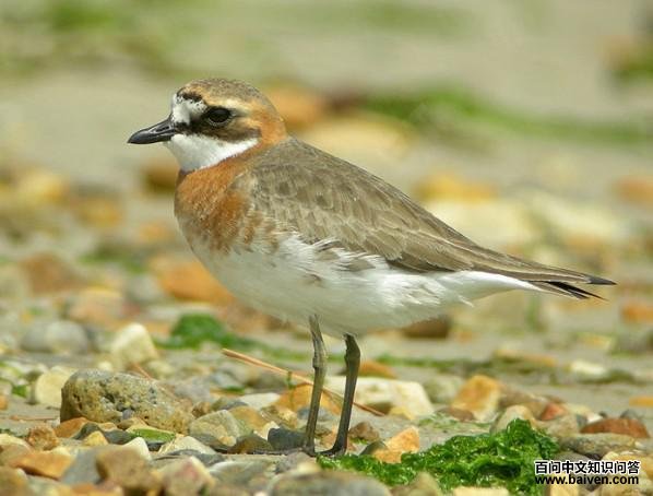 �ɹ�ɳ�a��ͼƬ