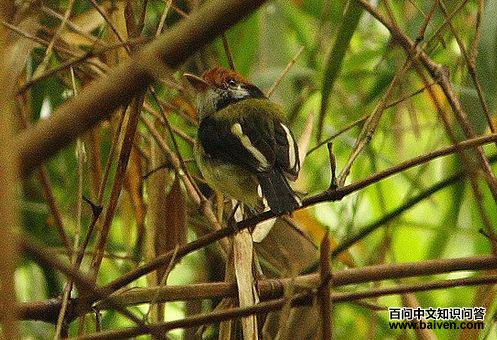 白颊哑霸鹟 白颊哑霸鹟的图片