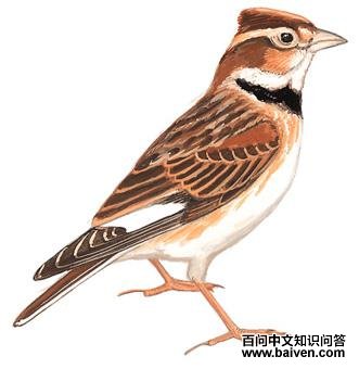 �ɹŰ�����̬����ͼ