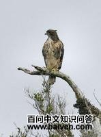 ������β�\��ͼƬ