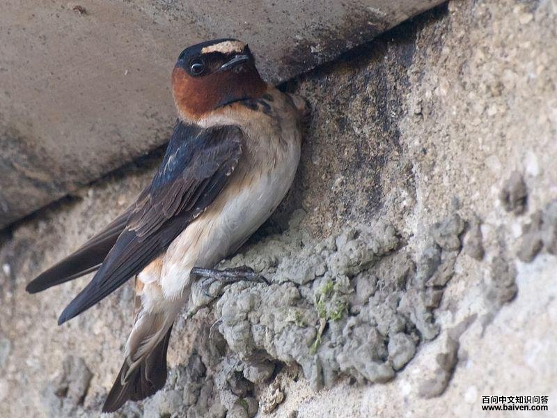 美洲燕 美洲燕的图片