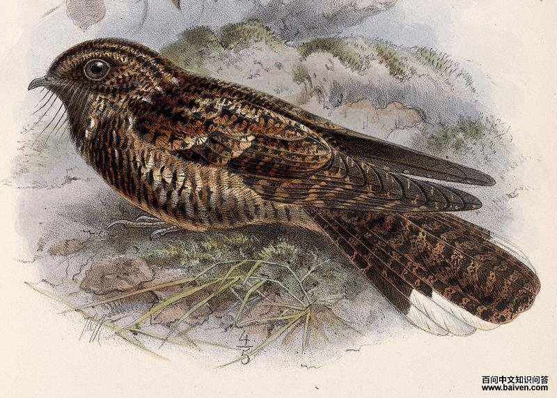 ������ҹӥ��ͼƬ