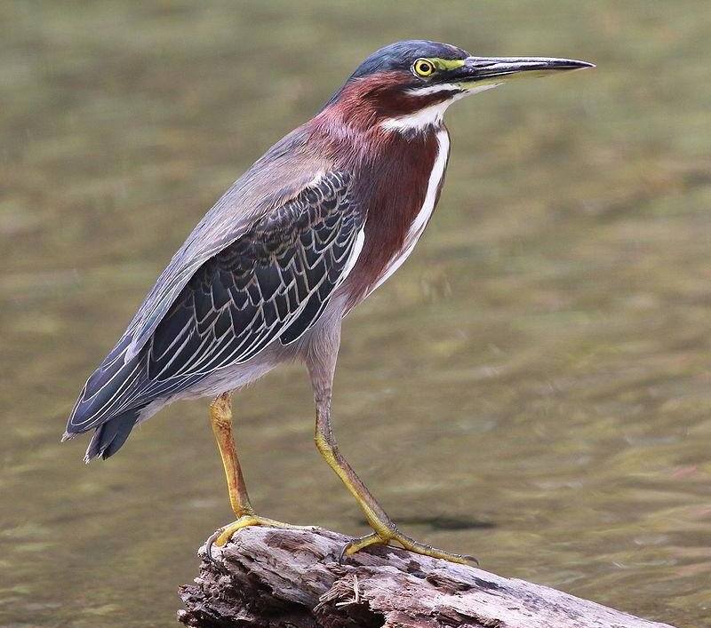 美洲绿鹭 美洲绿鹭的图片