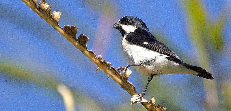 �׼�ʳ��ȸ��ͼƬ