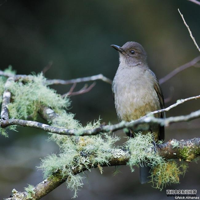 ����ɽ��ͼƬ