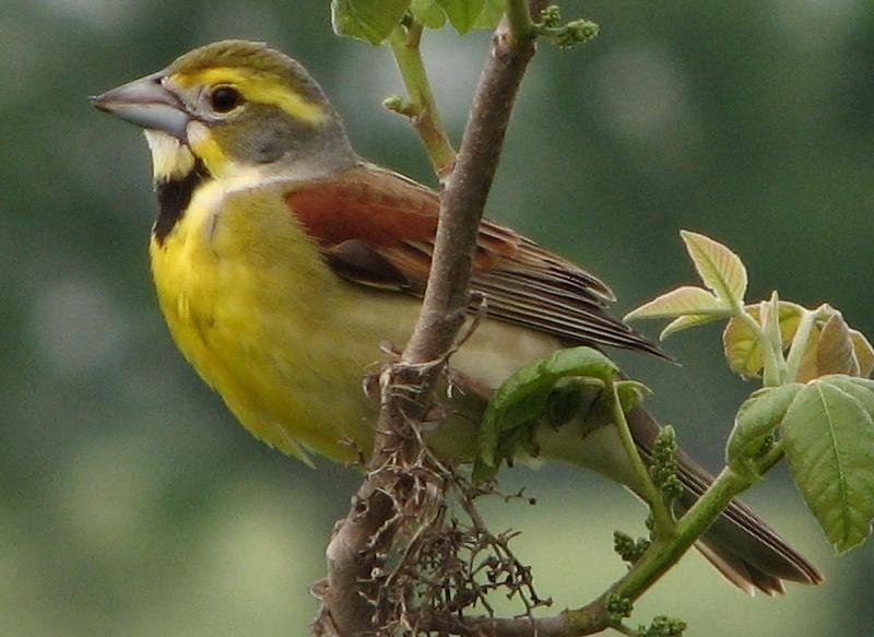 美洲雀 美洲雀的图片