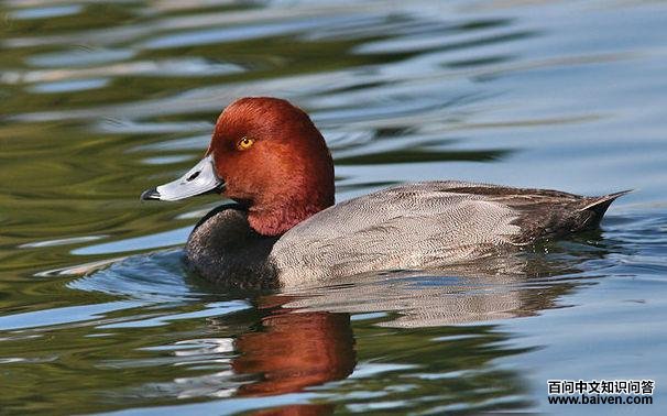 ����ǱѼ��ͼƬ