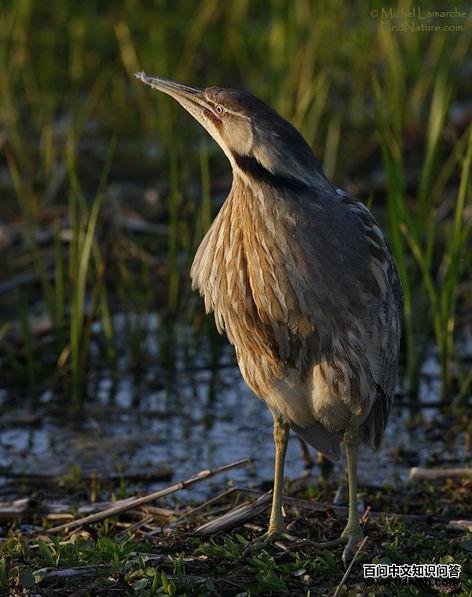 �������Z