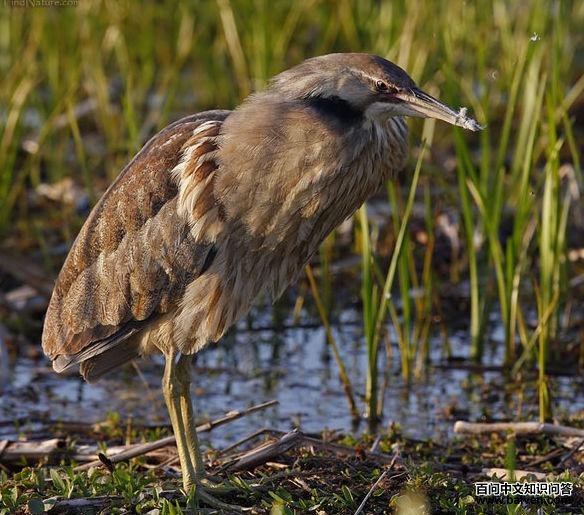 �������Z