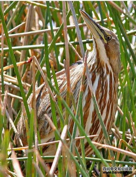 �������Z