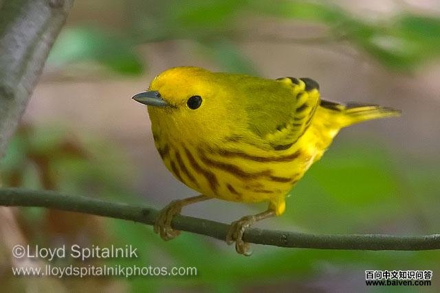 ���޻���ݺ