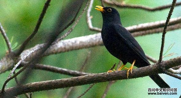美洲黑鸫 美洲黑鸫的图片