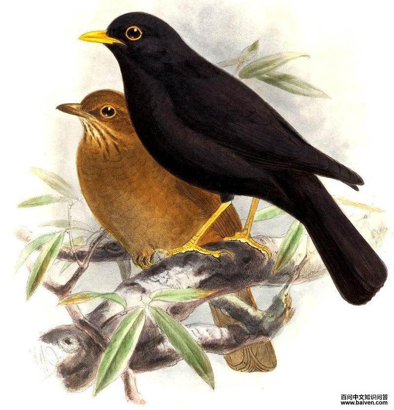 ���޺�𴣺��̬����ͼ