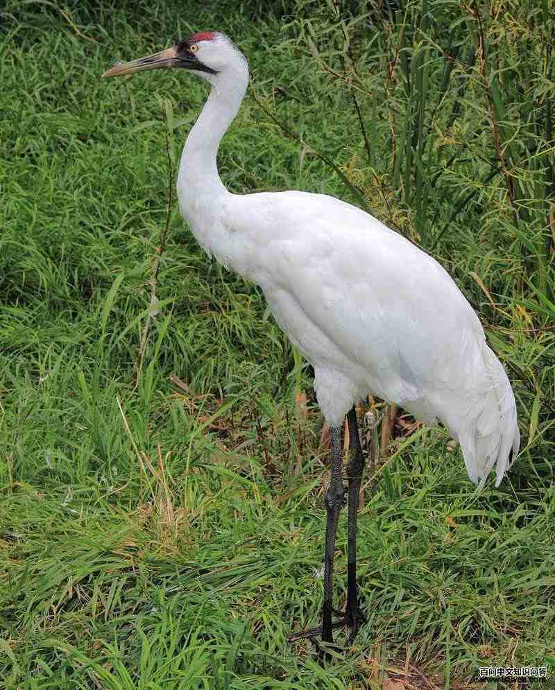 ���޺׵�ͼƬ