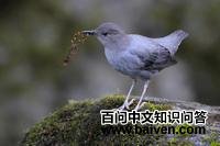 美洲河乌 美洲河乌的图片