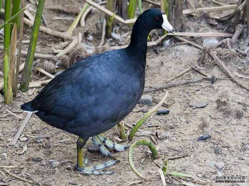 美洲骨顶 美洲骨顶的图片