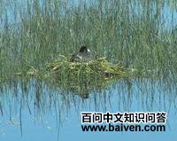 (图)美洲骨顶 (图)美洲骨顶