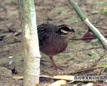 �׼�ɽ����ͼƬ