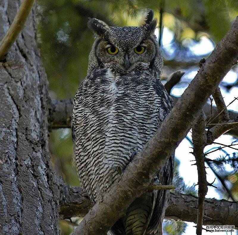 ���޵��^��ͼƬ