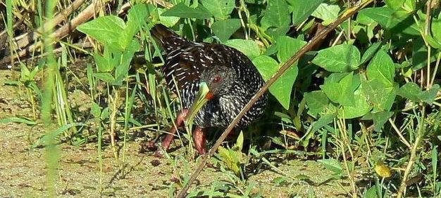 ���ް�����