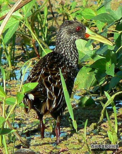 ���ް�������ͼƬ