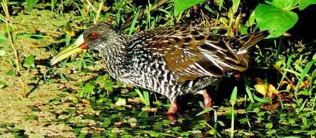 ���ް�����