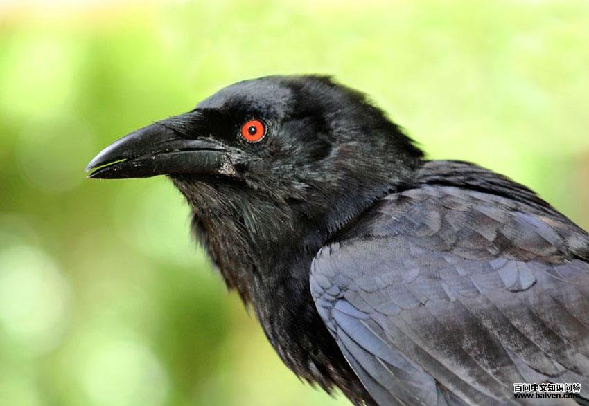 ���ް׾�ѻ��ͼƬ