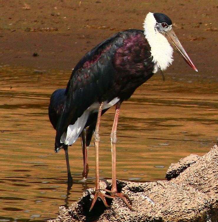 白颈鹳 白颈鹳的图片