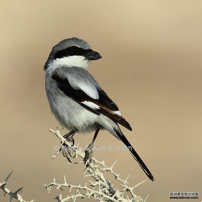 �ϻҲ��͵�ͼƬ