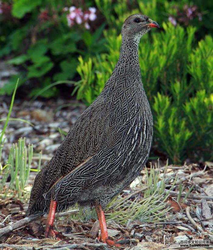 南非鹧鸪 南非鹧鸪的图片