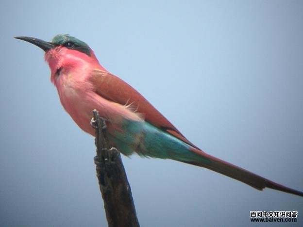 南红蜂虎 南红蜂虎的图片