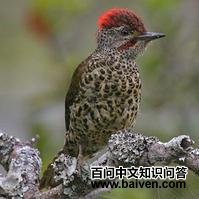 �Ϸ���ľ���ͼƬ