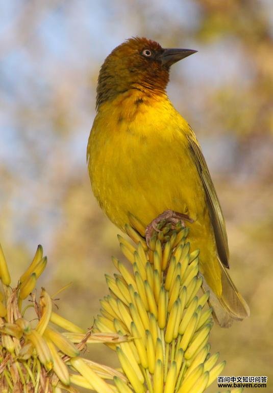 �Ϸ�֯ȸ��ͼƬ