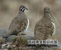 ������ͼƬ