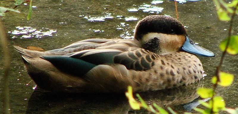 �Ϸ�Ѽ��ͼƬ